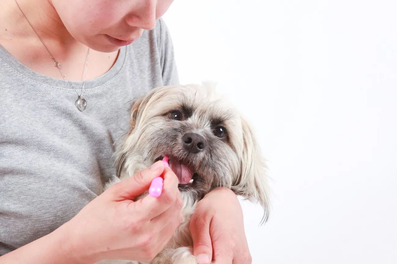 子犬の歯磨きを無理なくスタートするコツと具体的な方法