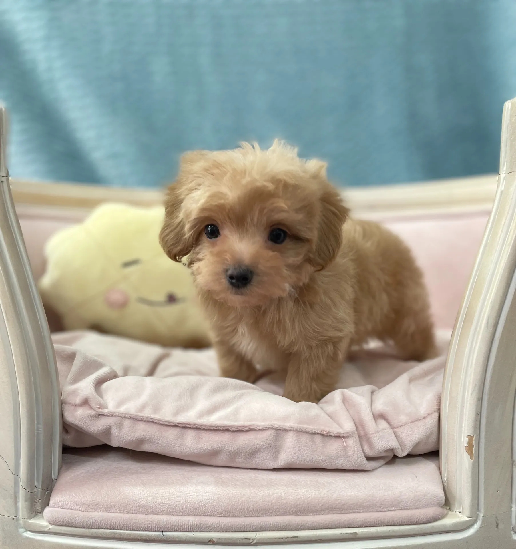 子犬らしくムチムチプリっぷりです。