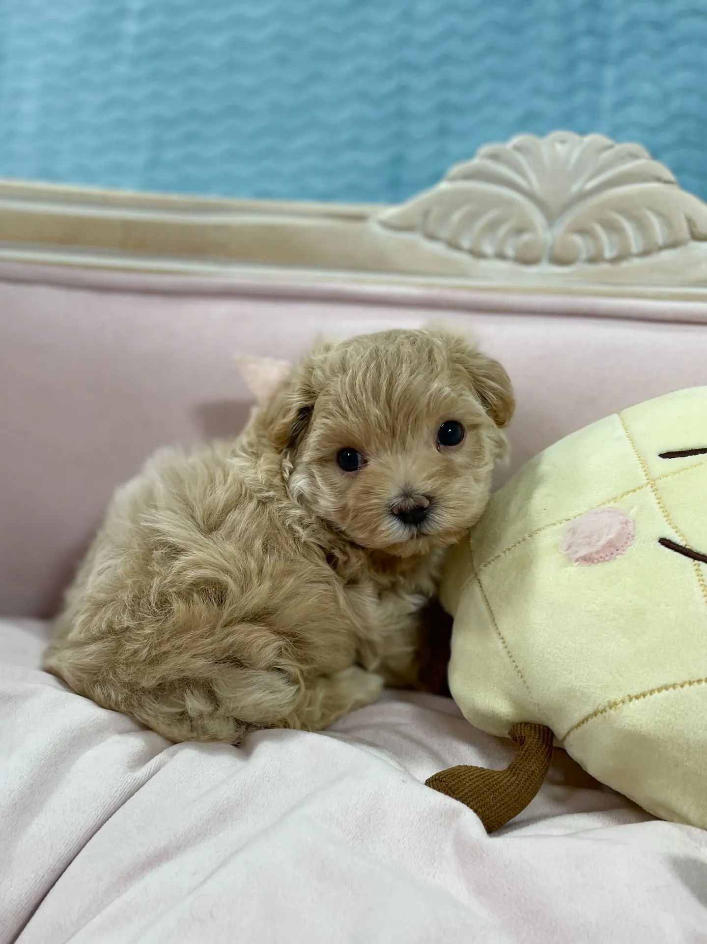 これからもっともっと可愛くなりそうです！