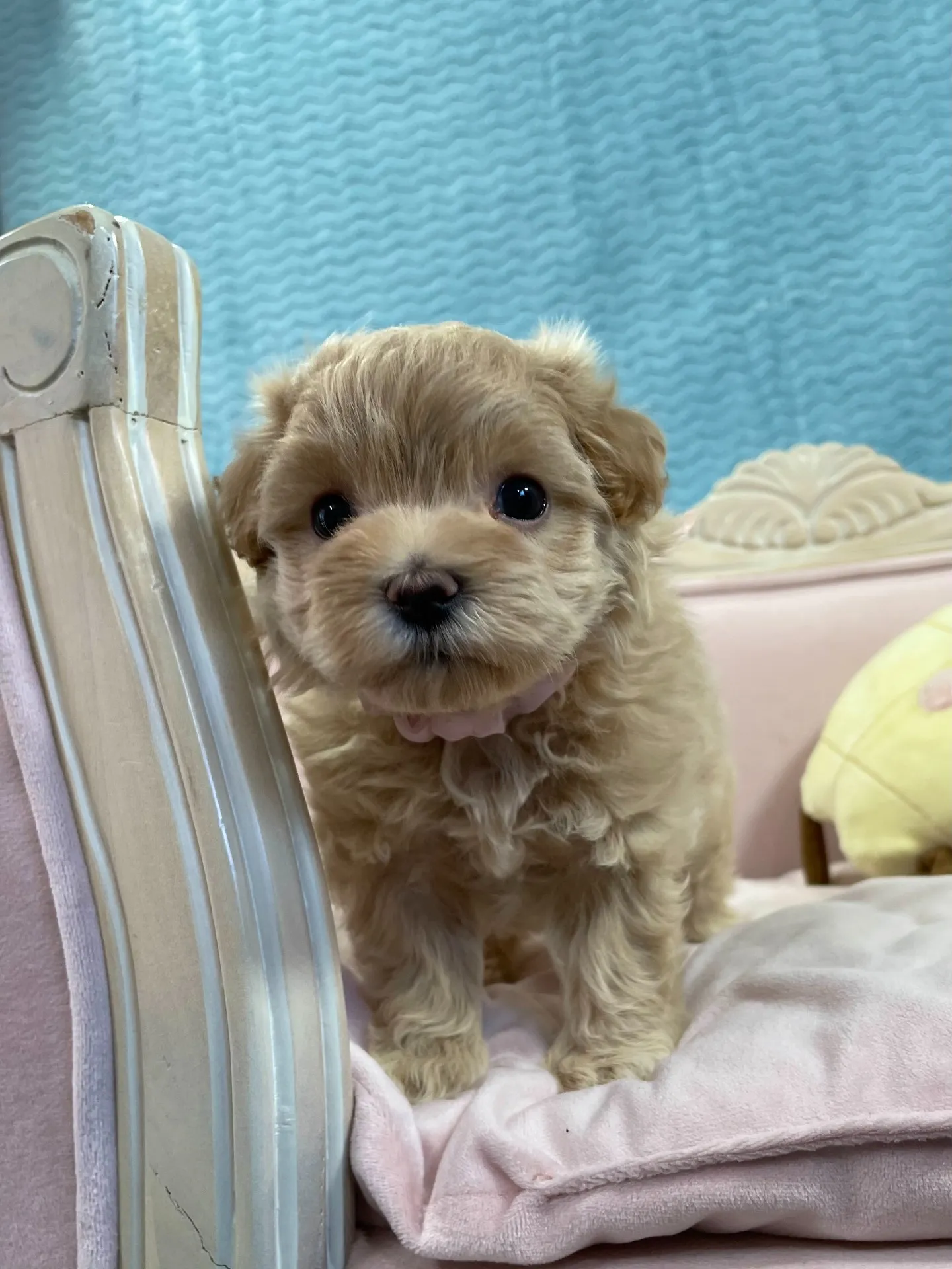 おっとりしていて可愛い子です！