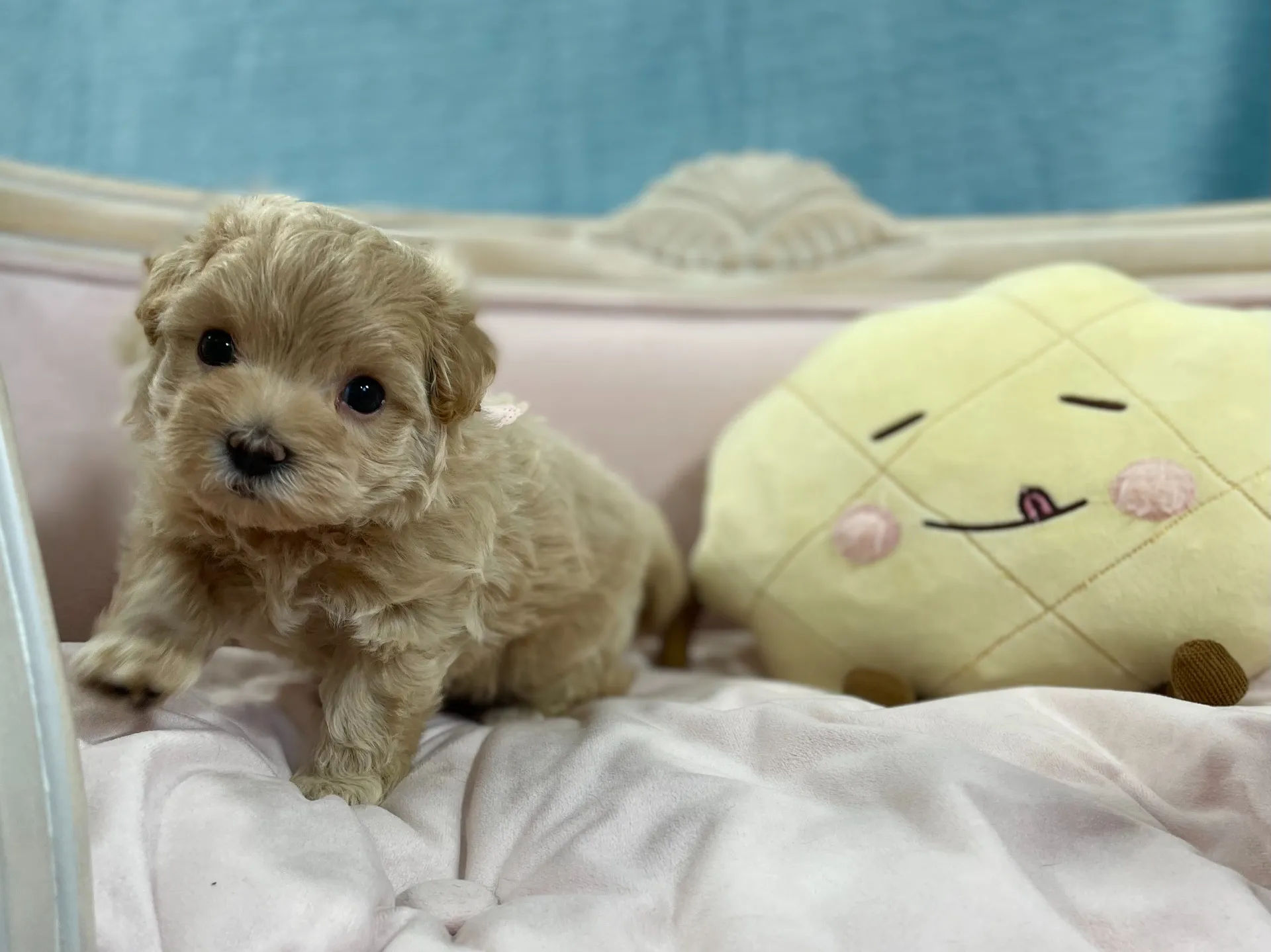 ふわっふわです！