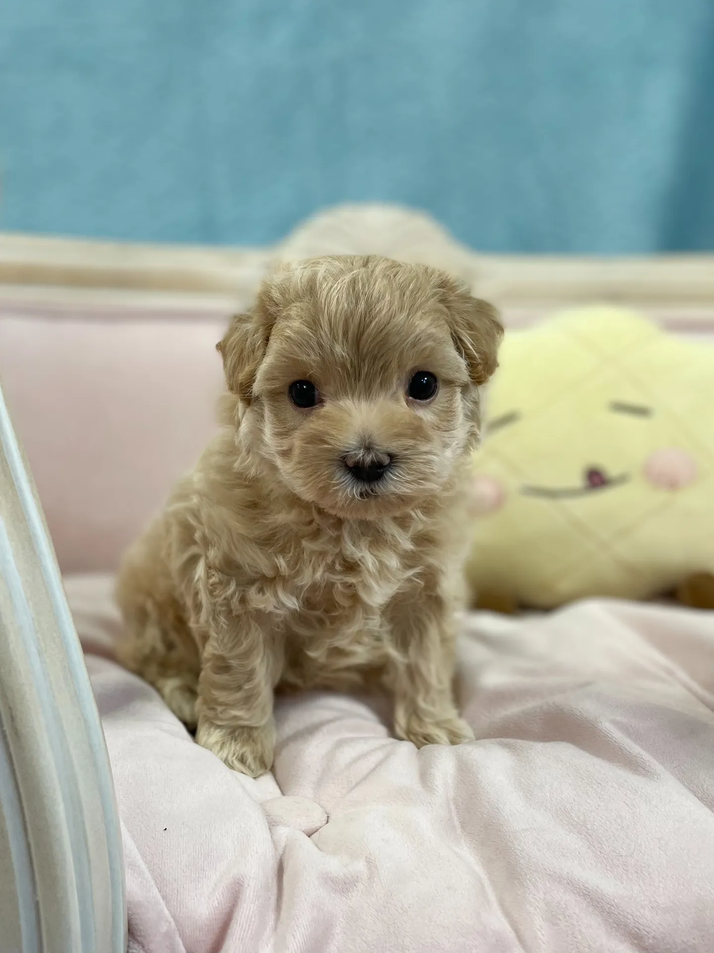 よちよち歩きのかわいこちゃんです！