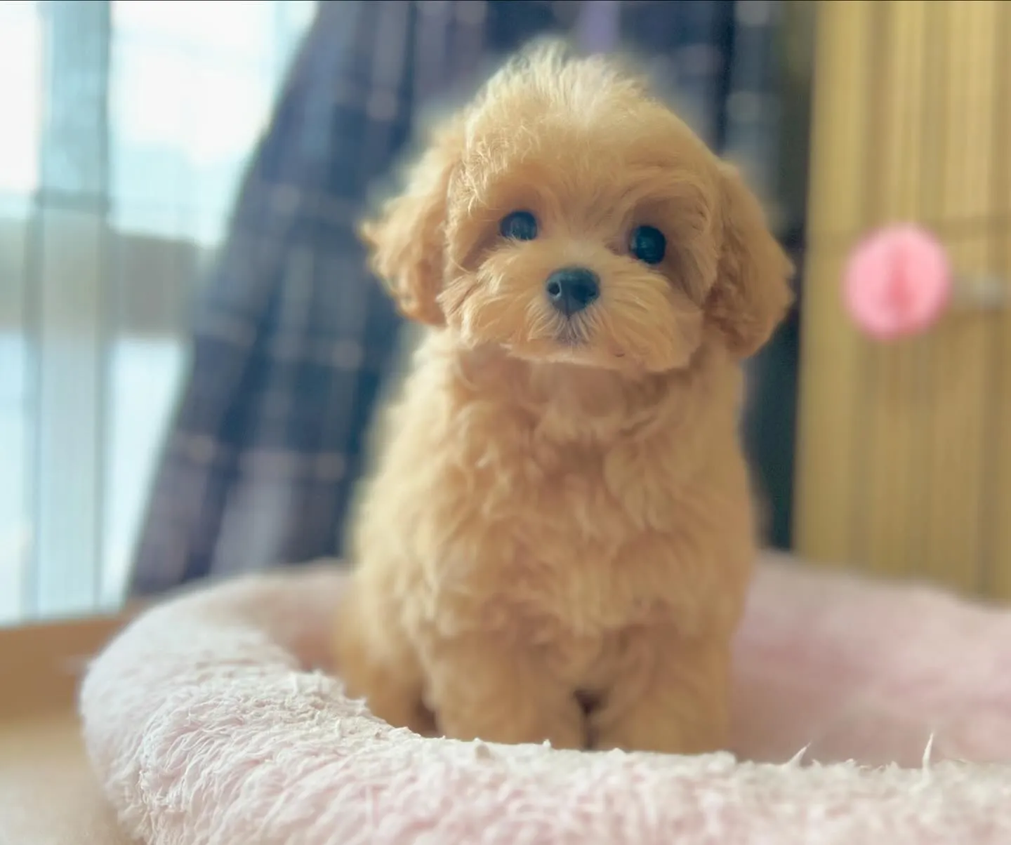 本日お嫁に行くバンビちゃん♡可愛いくお嫁入り準備してお待ちし...