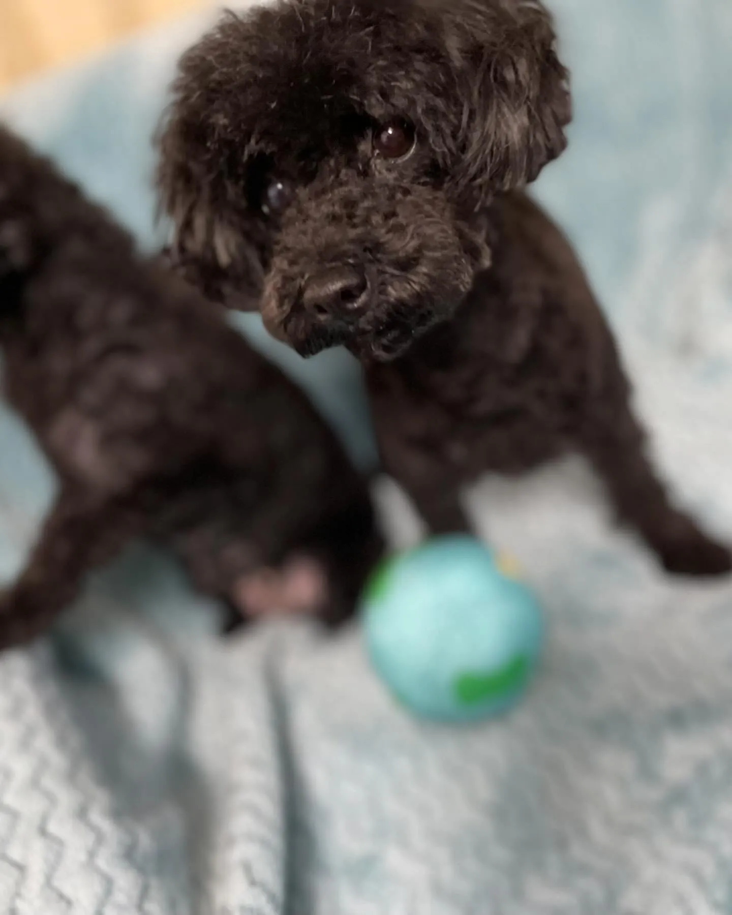 ままさん犬のトリミング‪𝐃𝐚𝐲‬--✄--