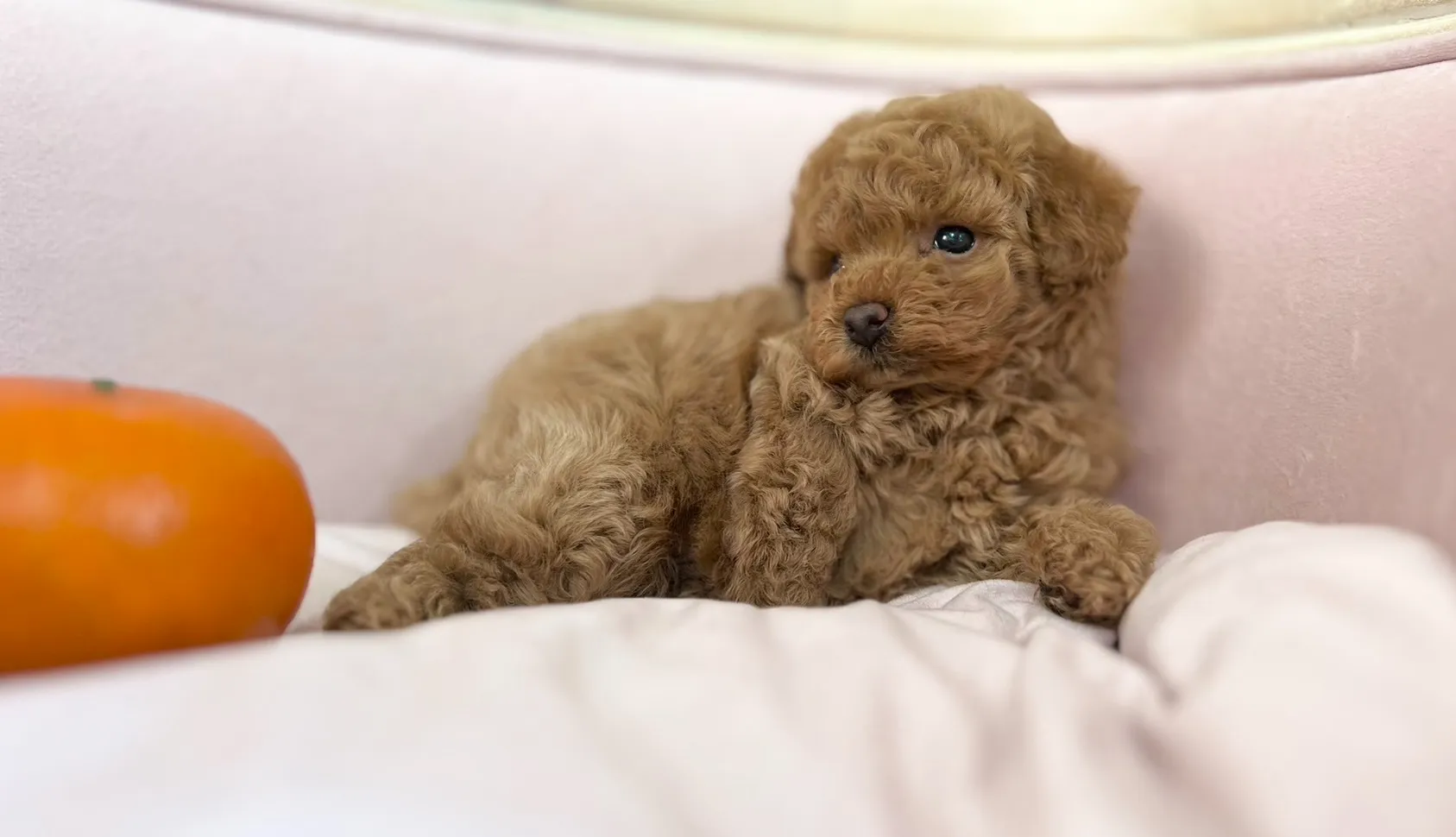 まだまだ子犬らしくてかわいいです！