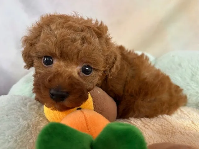 ご家族が決定しました！