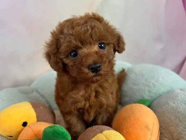 ご家族が決定しました！