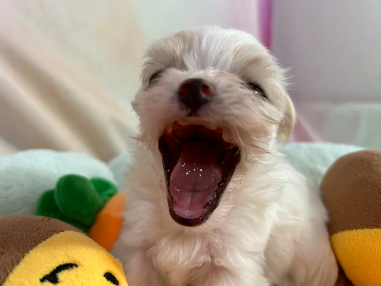 あくびも可愛い♡