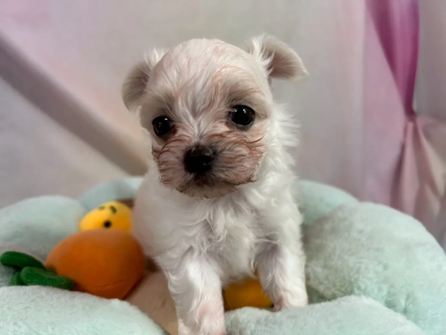 ミルクたくさん飲んでミルク焼け＾＾：