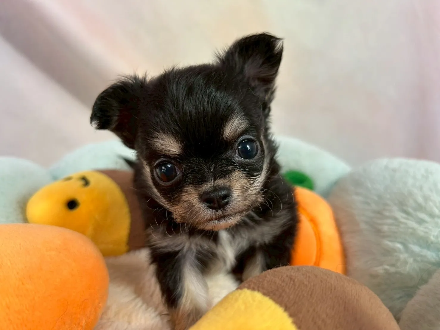 3/3日生まれのお姫様♡