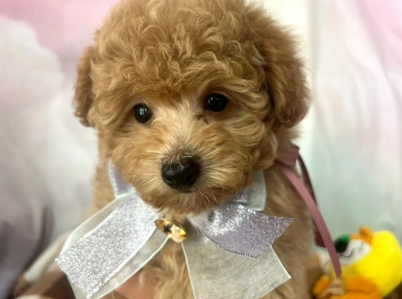 トイプードルの女の子です♡