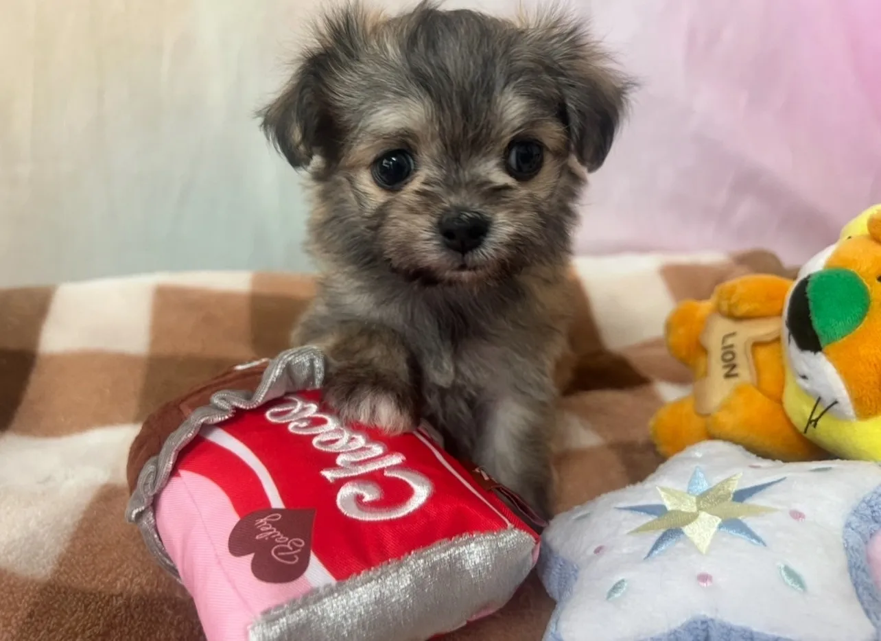 ご家族が決定しました！