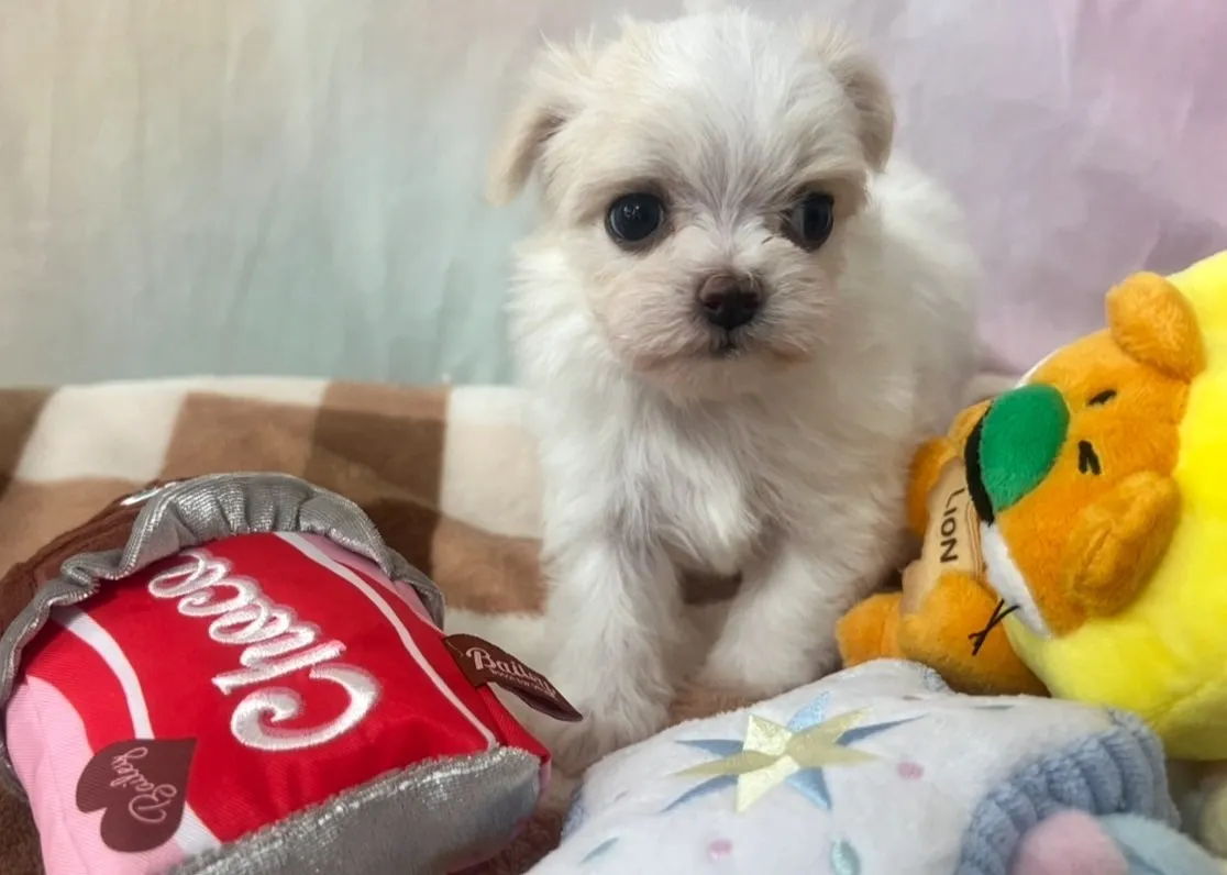 ご家族が決まりました！