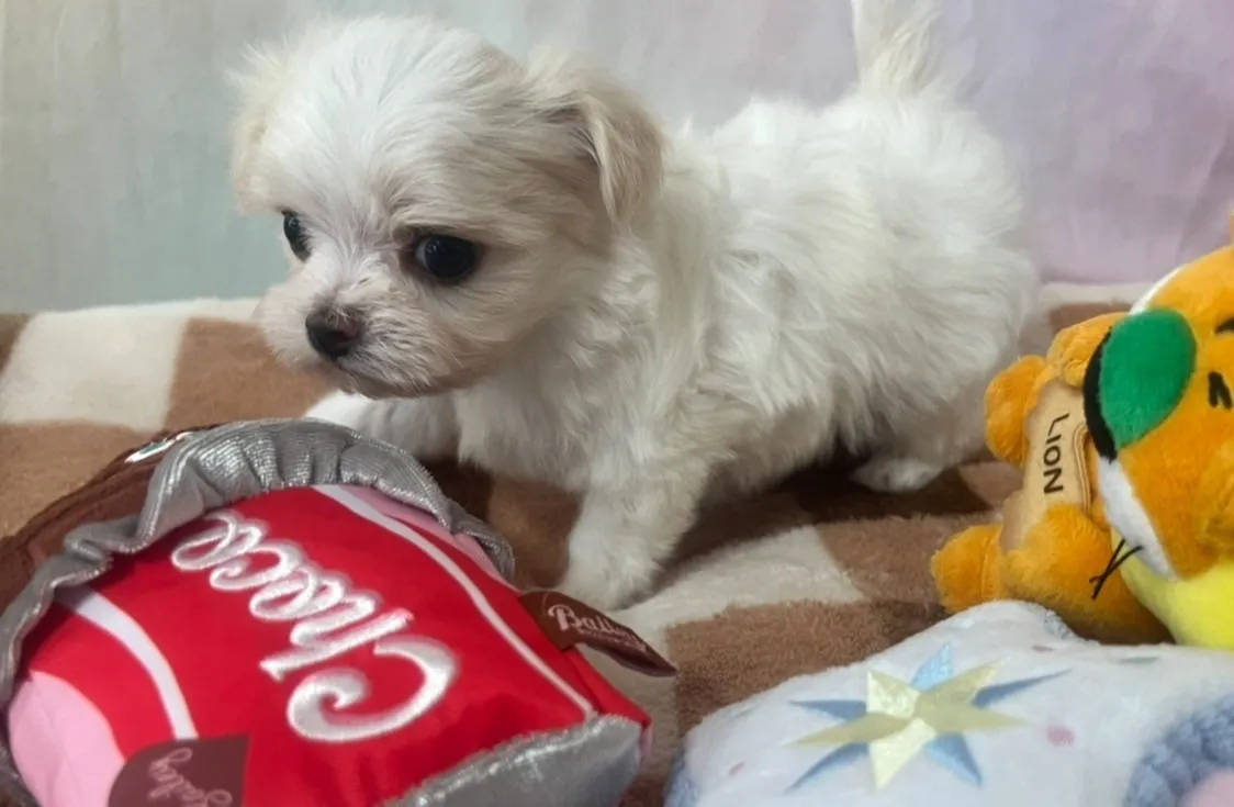 上からのパチリ！