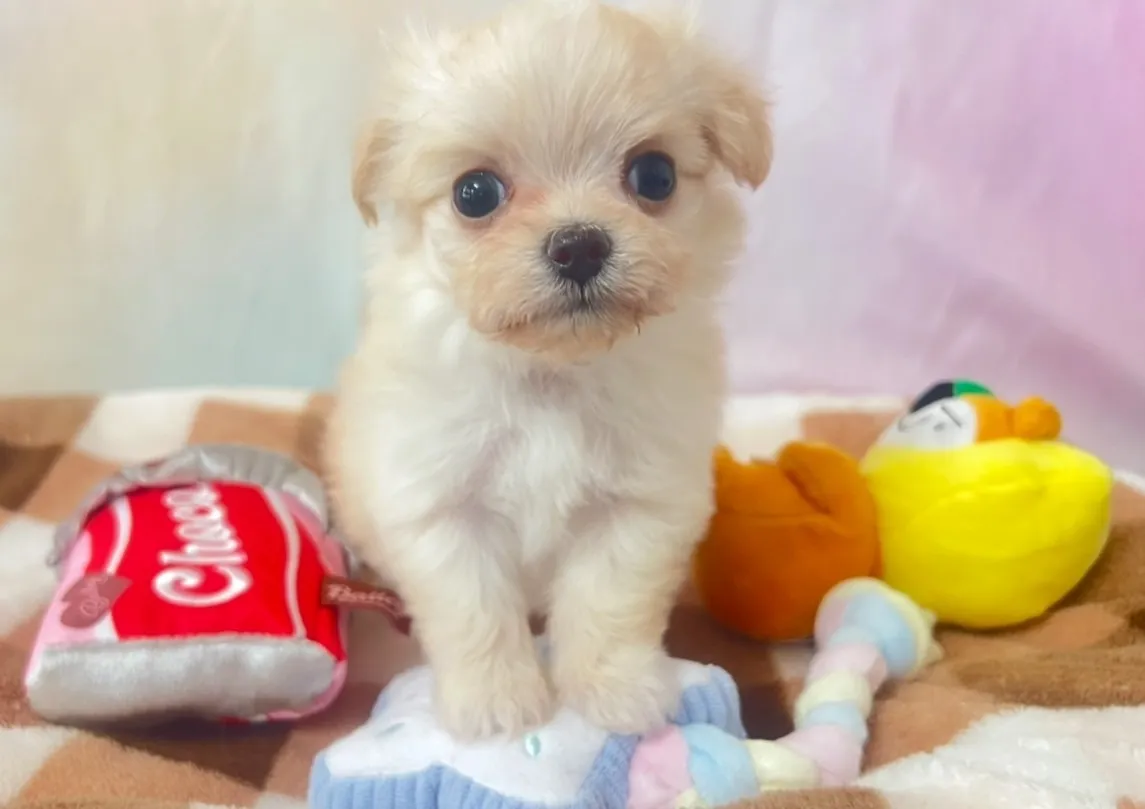 ご家族が決まりました！