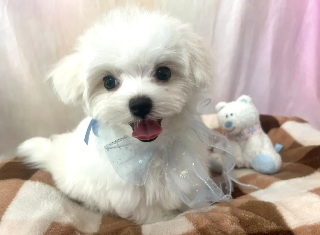 ご家族が決定しました！