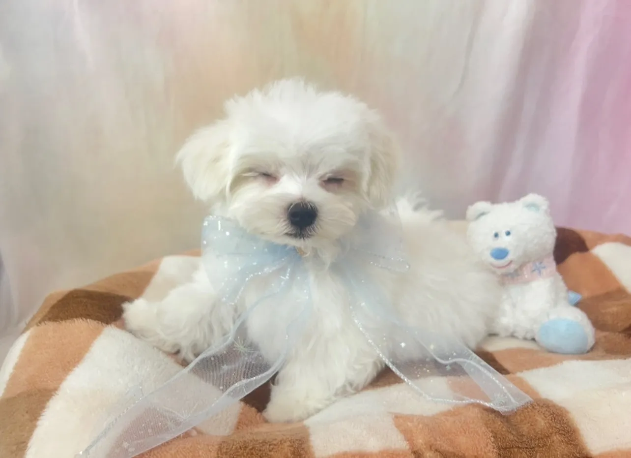 まだまだ子犬らしくてかわいいです！