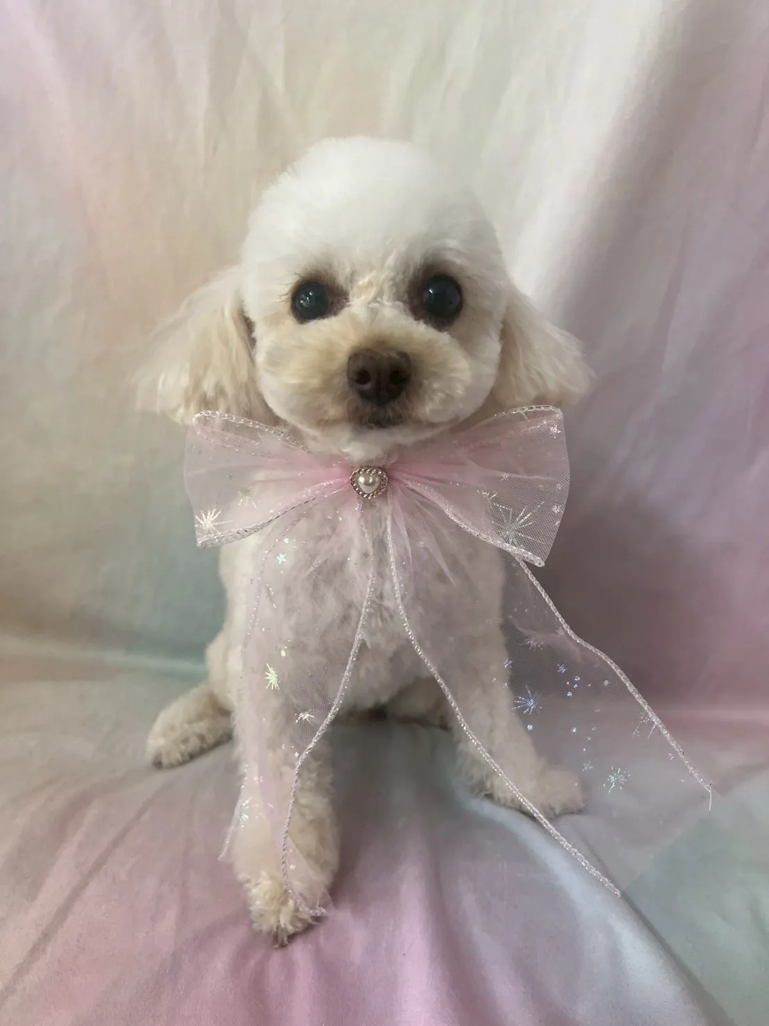 ご家族が決定しました！