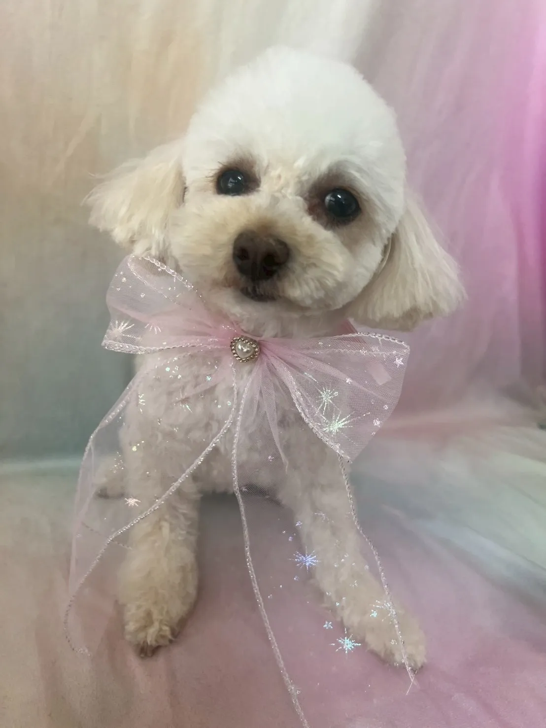 ご家族が決定しました！