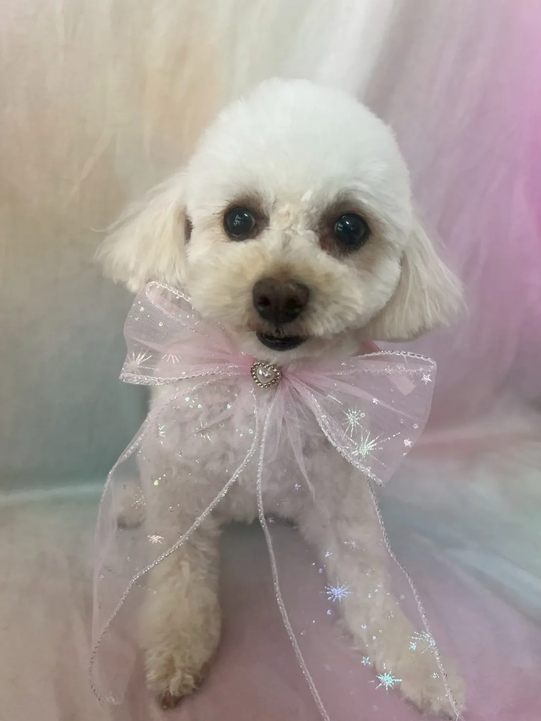 ご家族が決定しました！