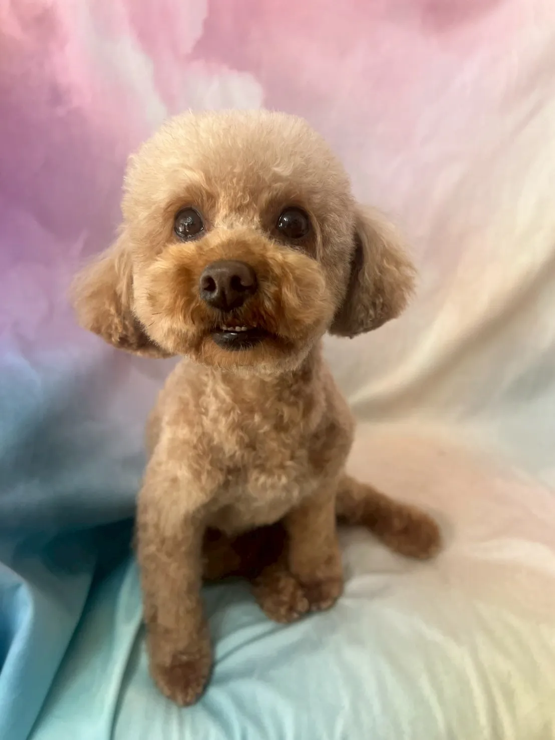 ご家族が決定しました！