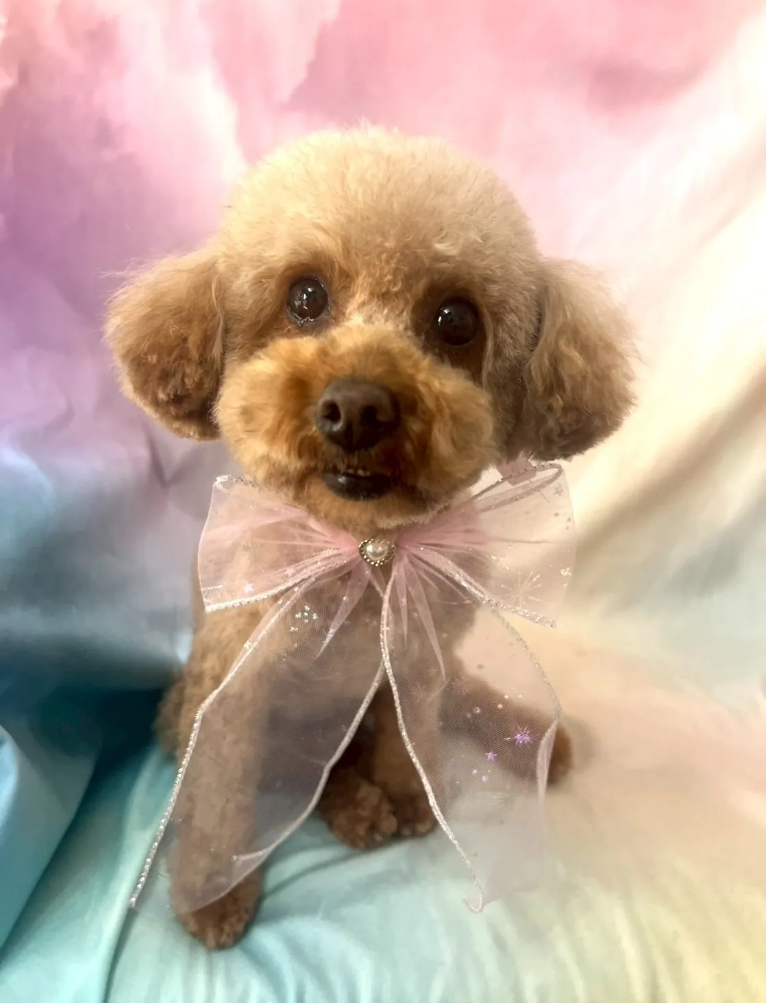 ご家族が決定しました！