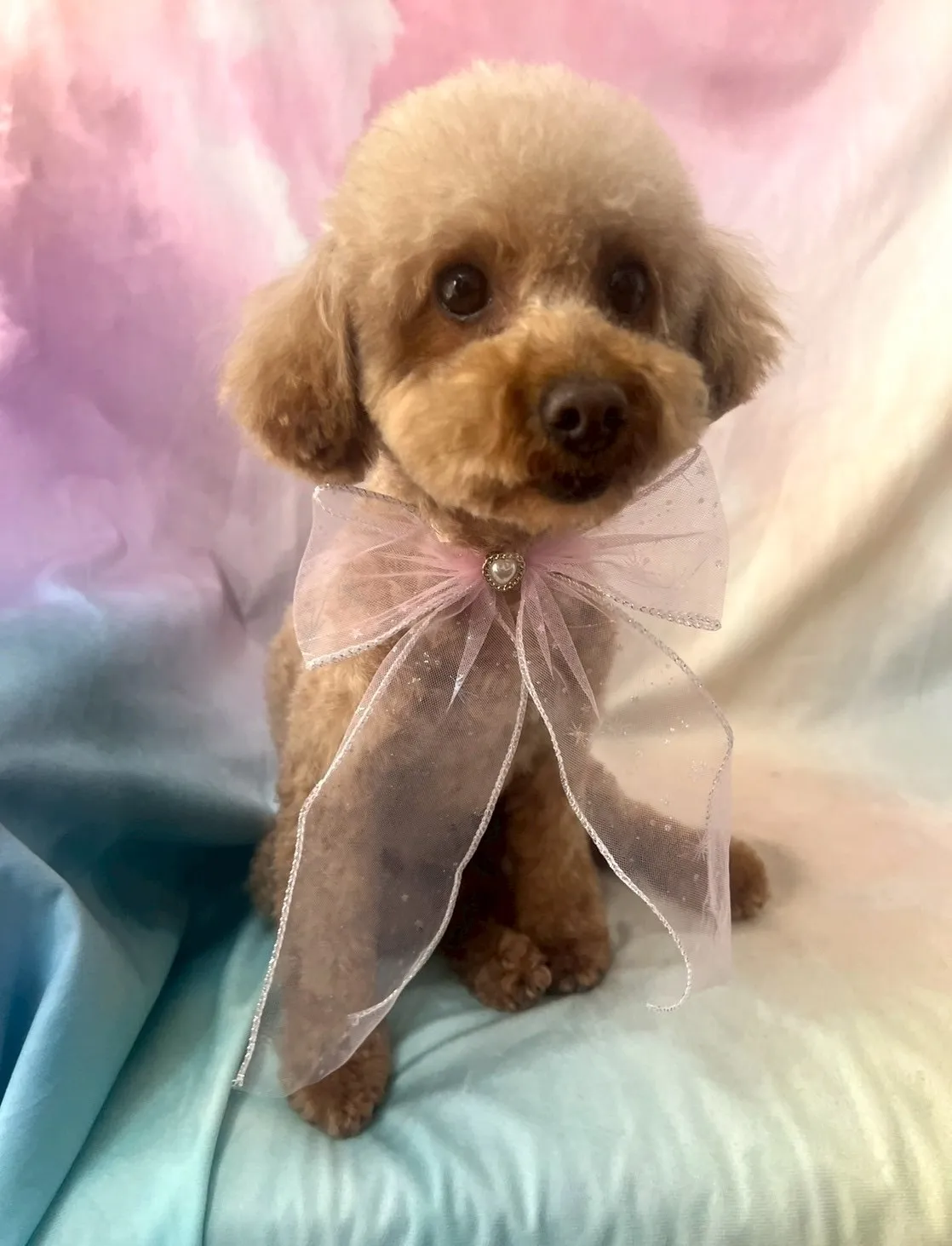 ご家族が決定しました！