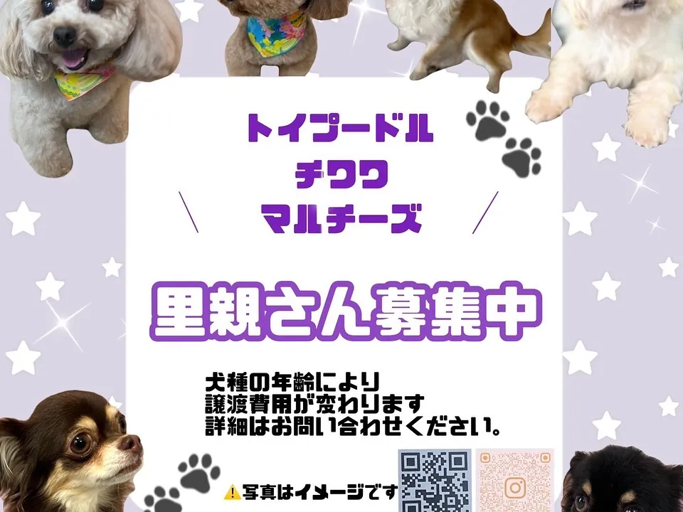 里親様募集中のわんちゃんはホームページより