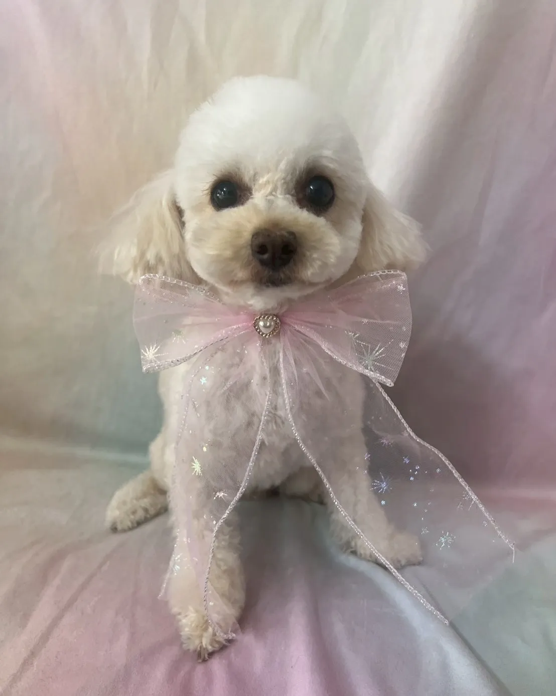 里親様募集情報はホームページをご覧下さい😊