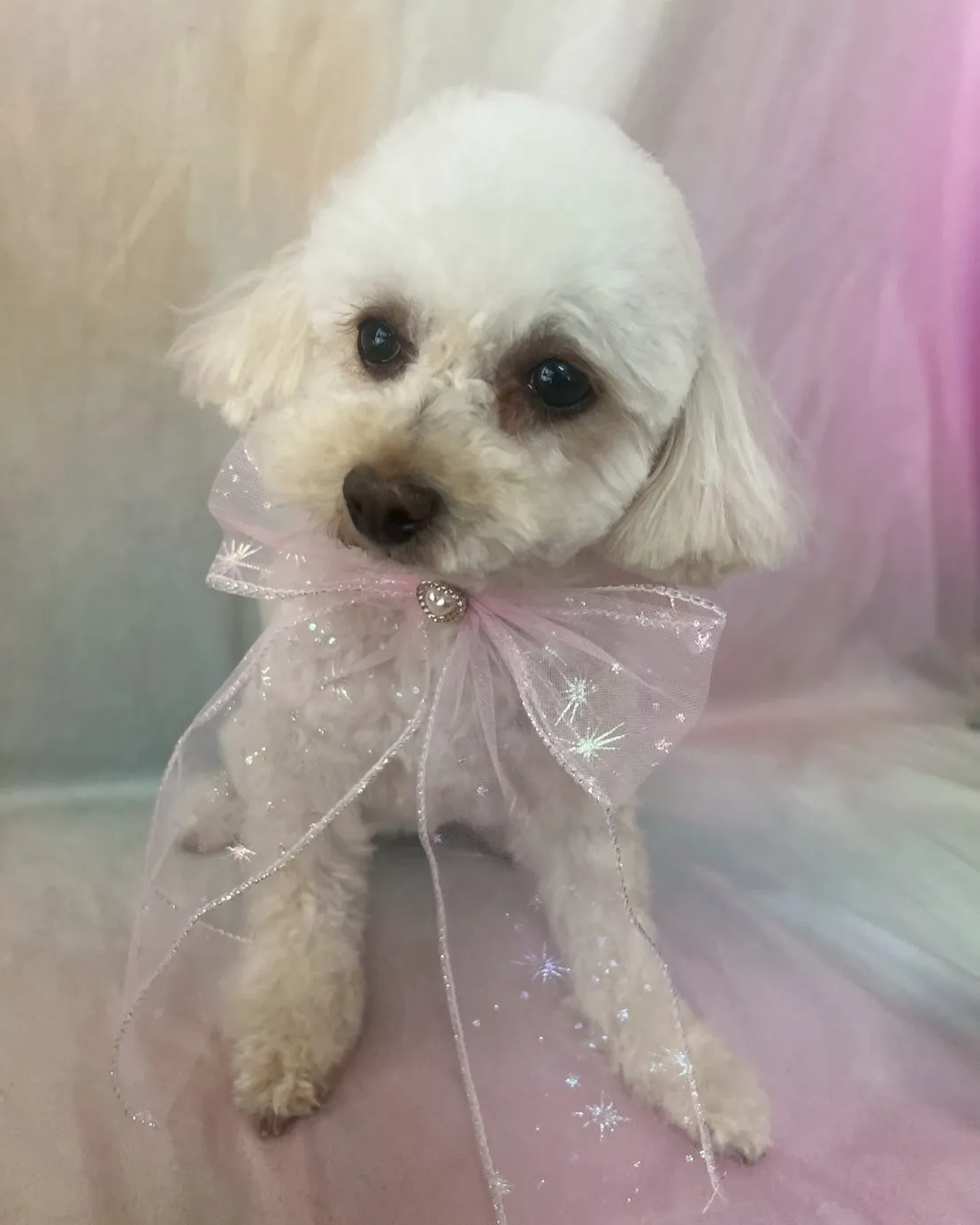 里親様募集情報はホームページをご覧下さい😊