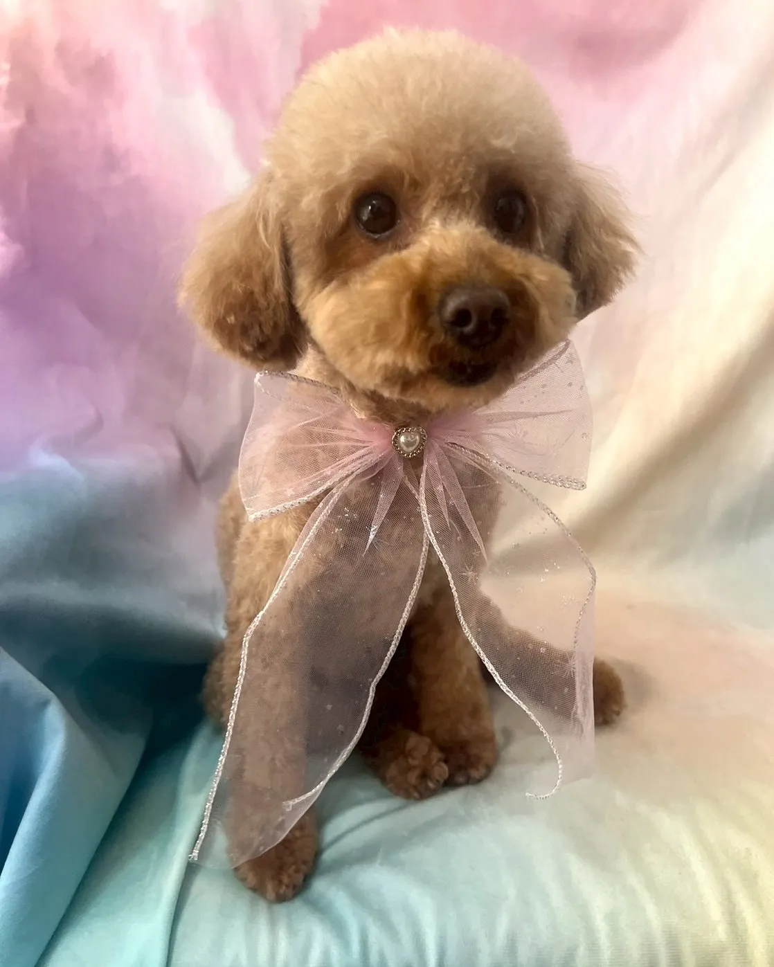 里親様募集情報はホームページをご覧下さい😊