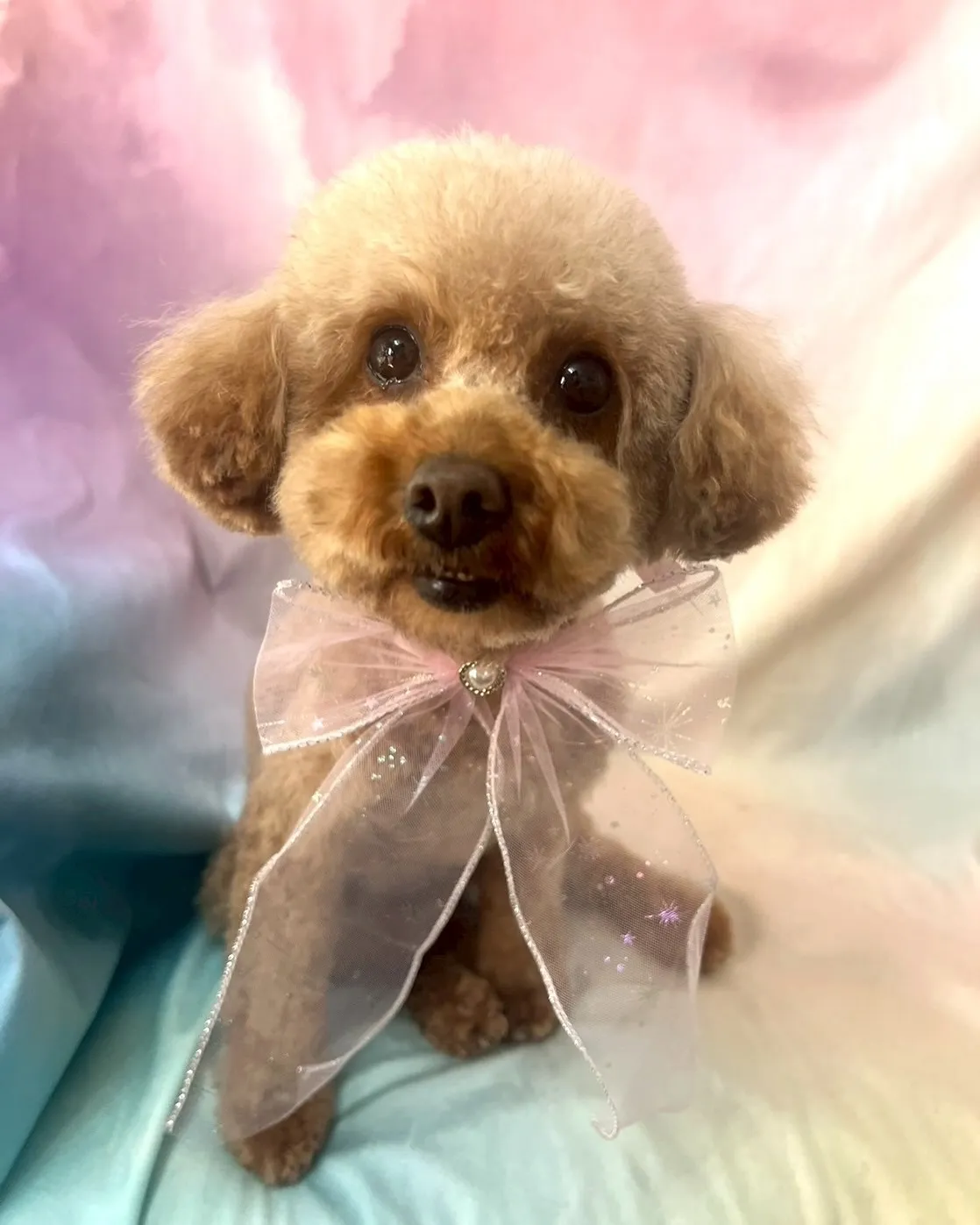 里親様募集情報はホームページをご覧下さい😊