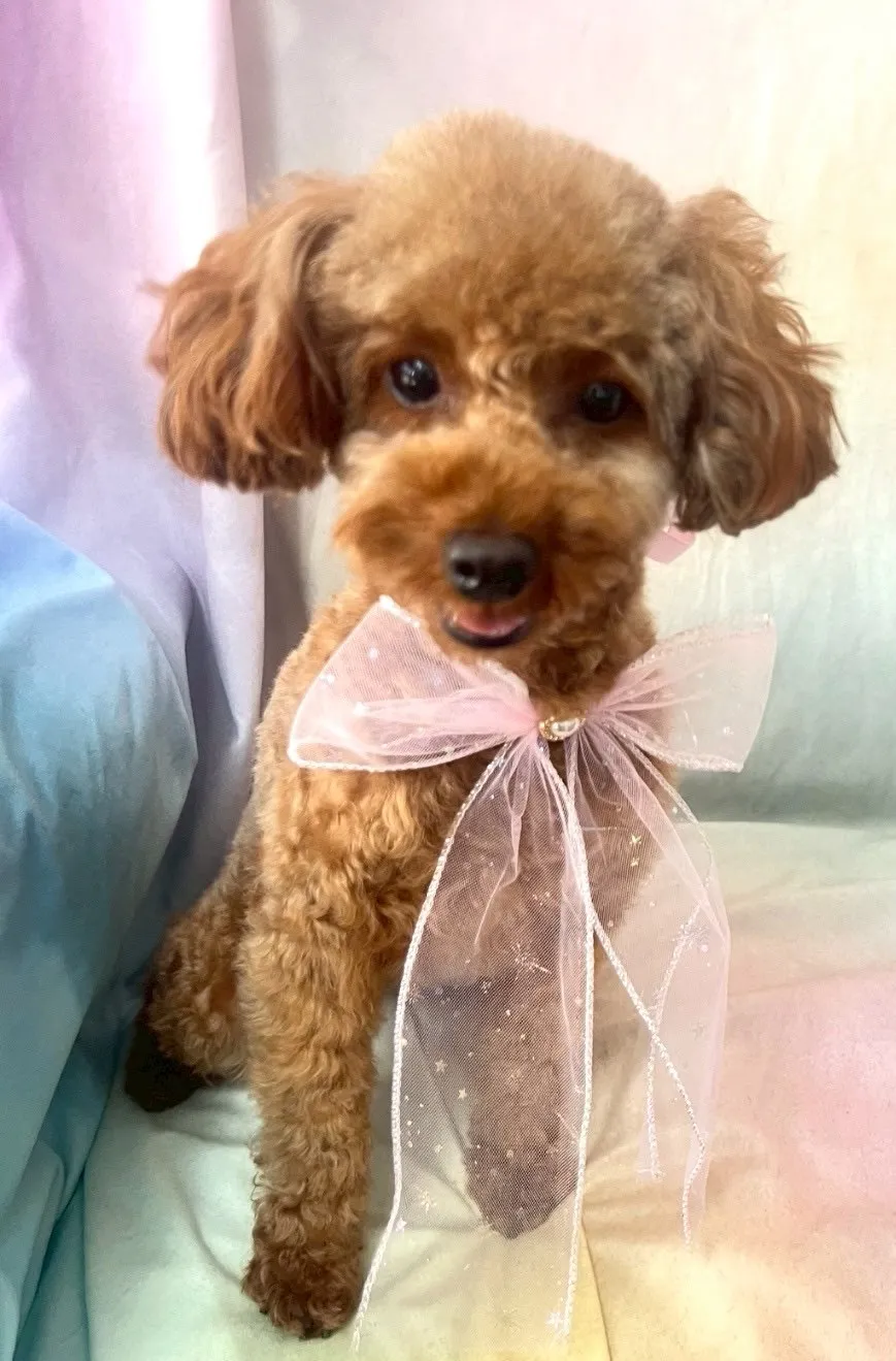 ご家族が決定しました！