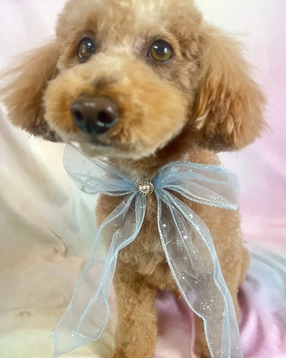 里親様募集中です♡