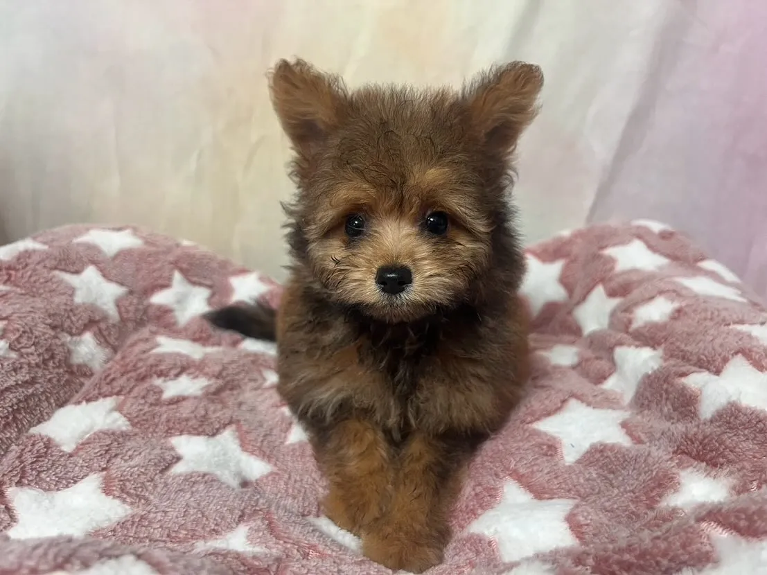 ✨🌟新しい家族をお探しの方へ🌟✨