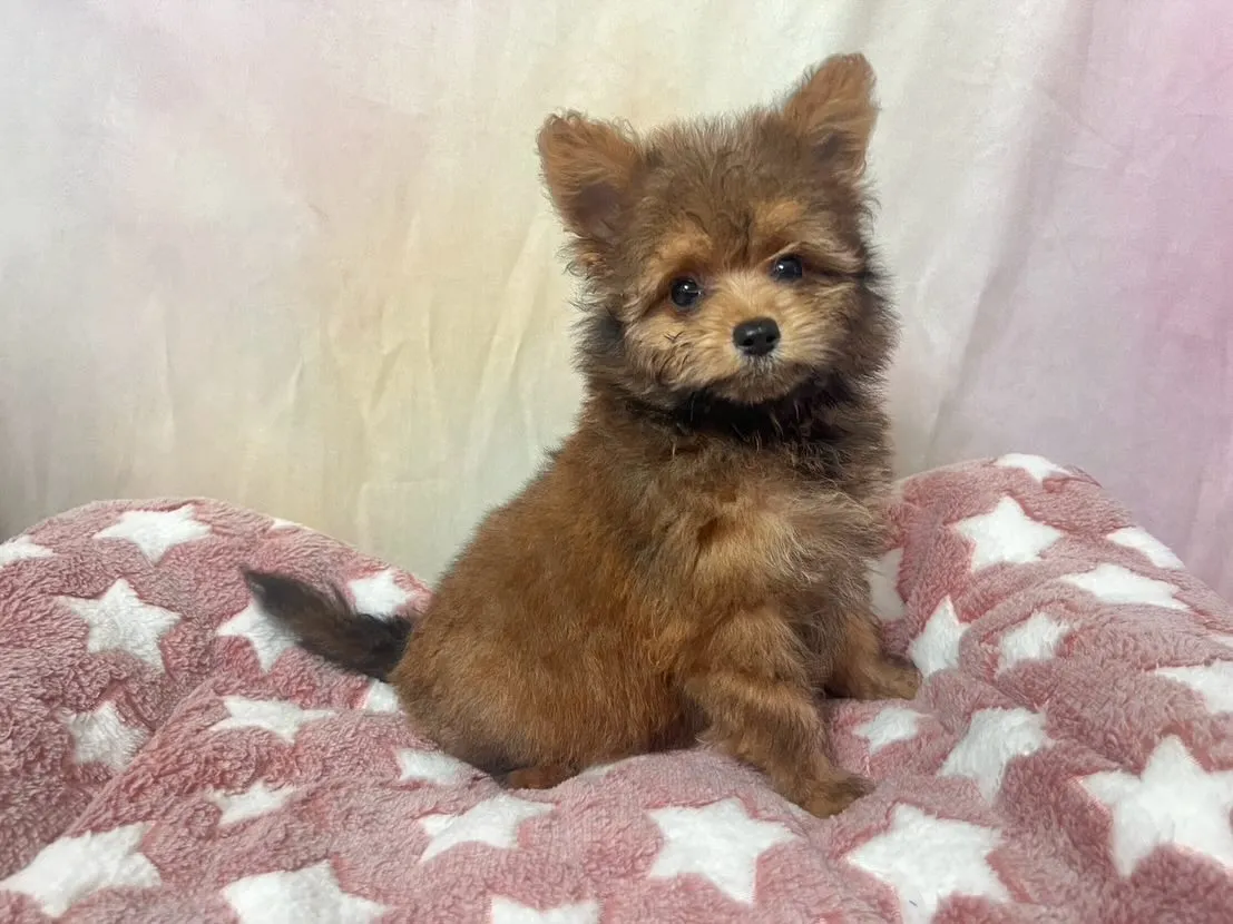 ご家族が決まりました！ポメプー♂