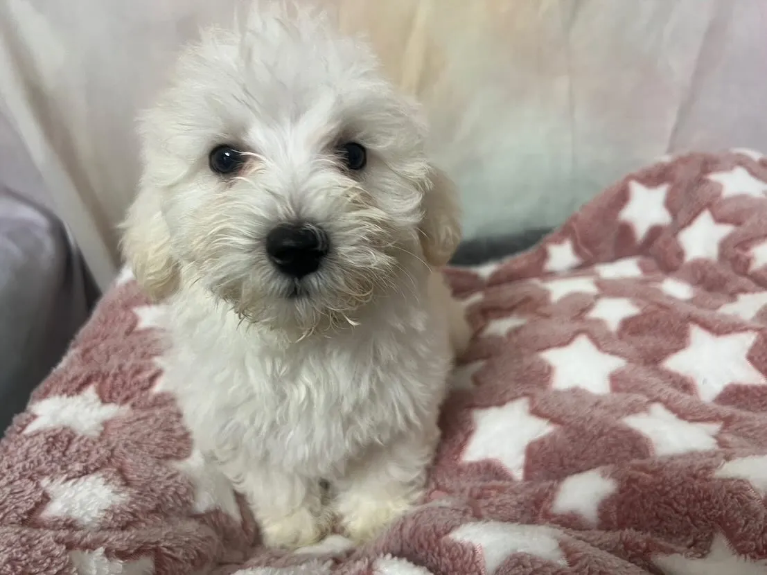 🌟✨ふわふわモコモコの癒し系ベビー✨🌟