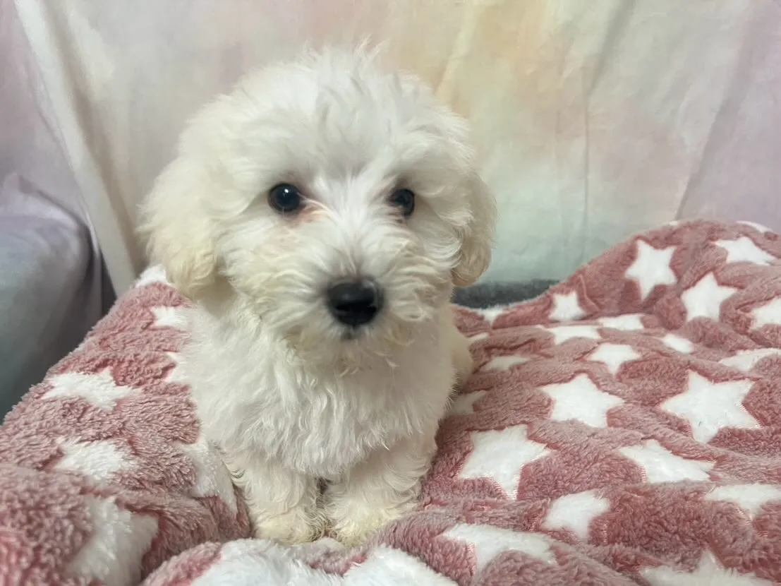 🌟✨ふわふわモコモコの癒し系ベビー✨🌟