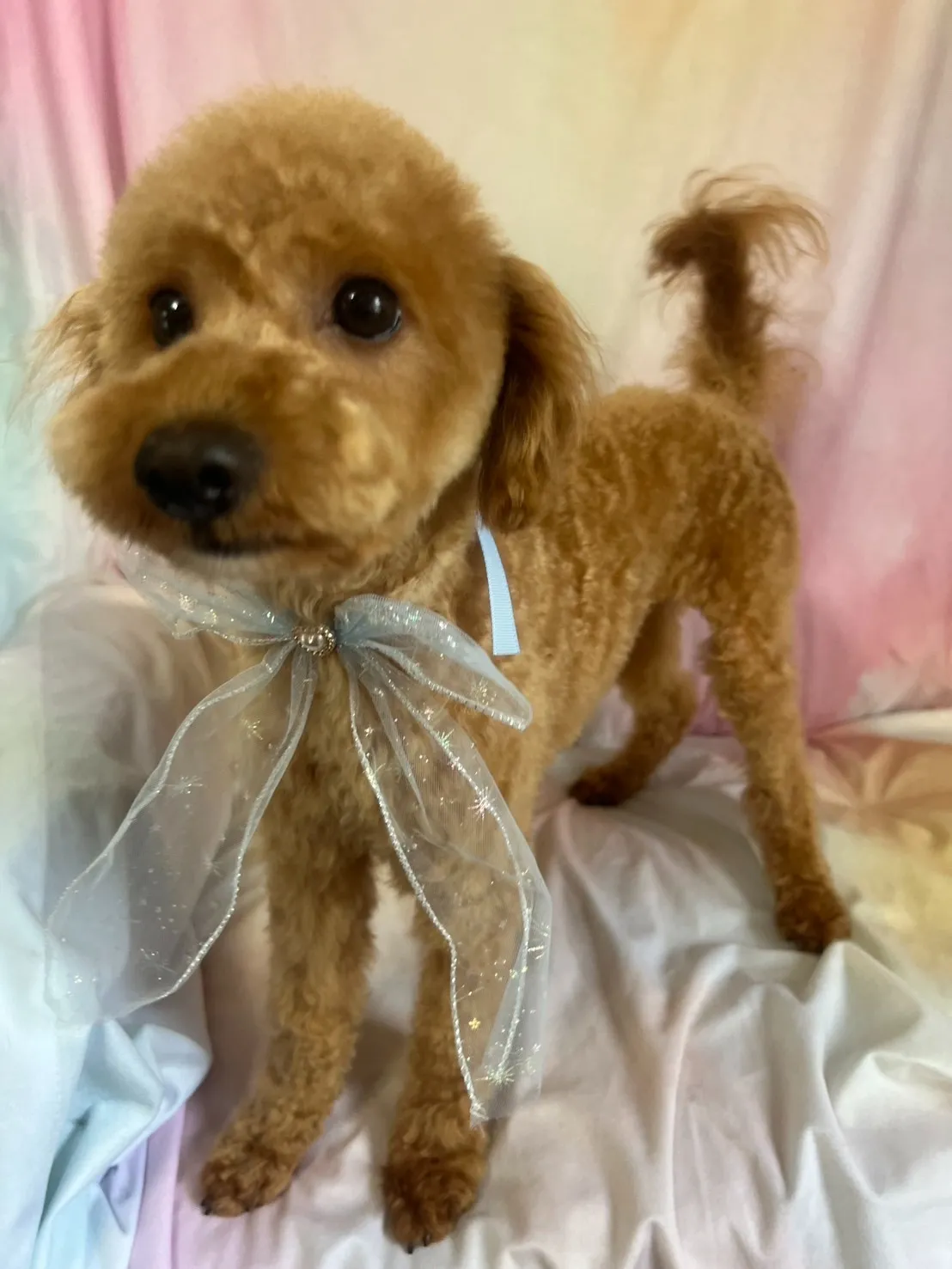 里親様募集中 トイプードル♂　犬舎名　いぶきくん