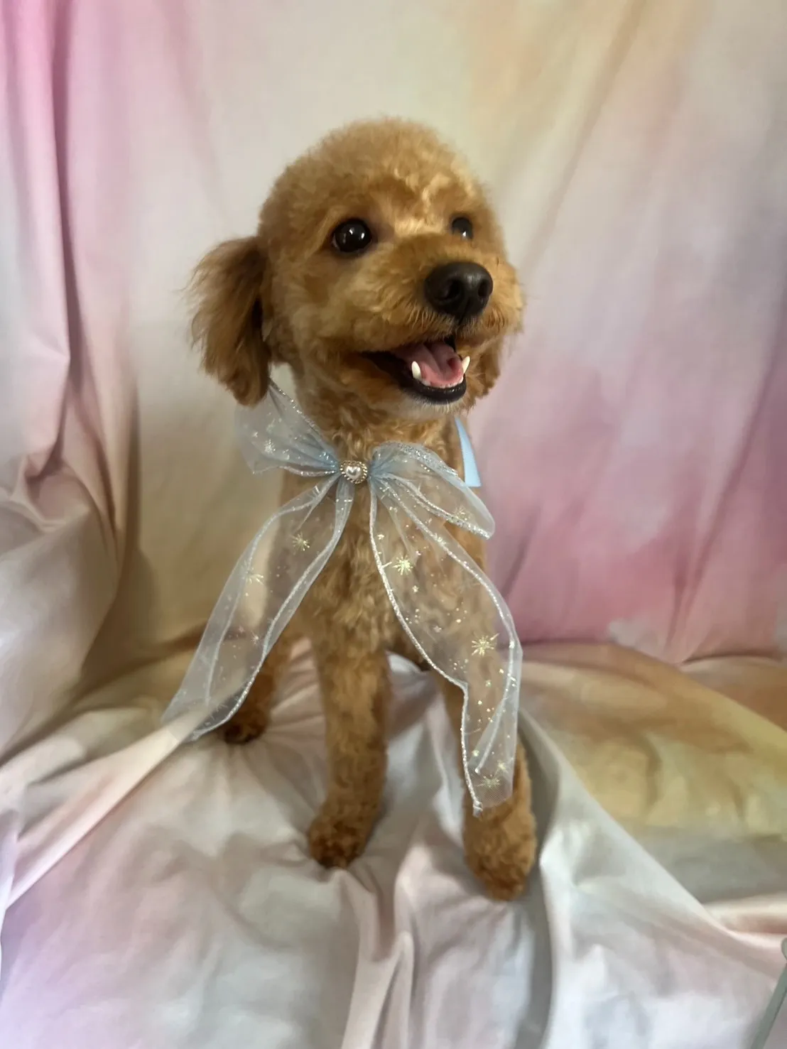 里親様募集中 トイプードル♂　犬舎名　いぶきくん