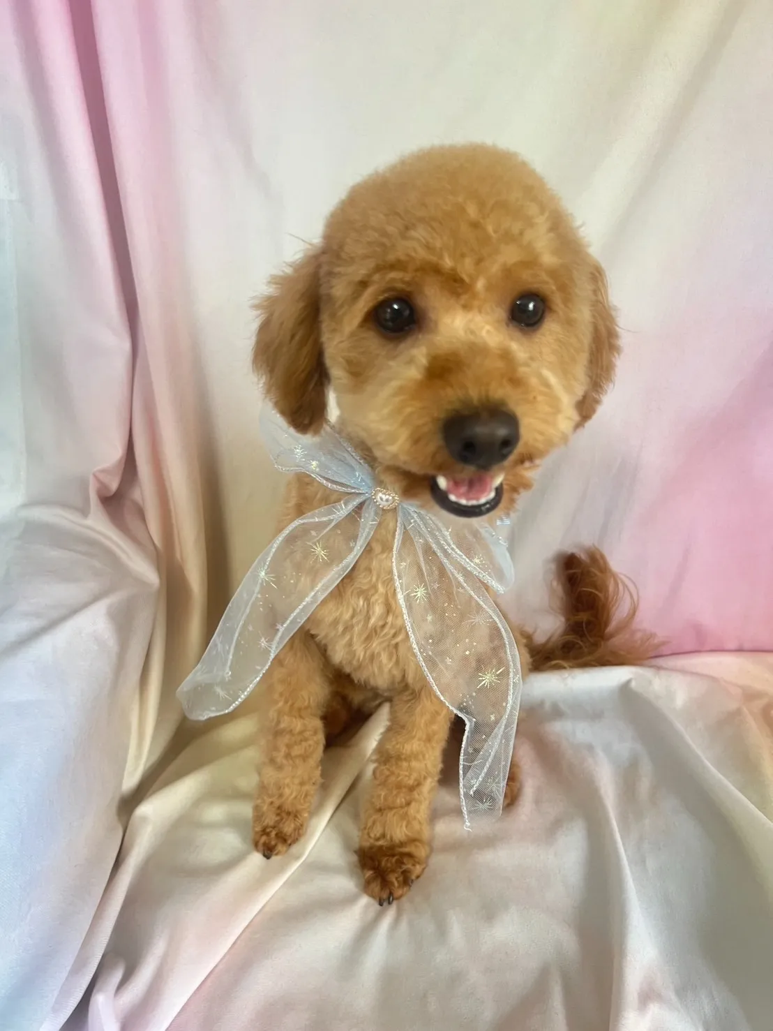 里親様募集中 トイプードル♂　犬舎名　いぶきくん