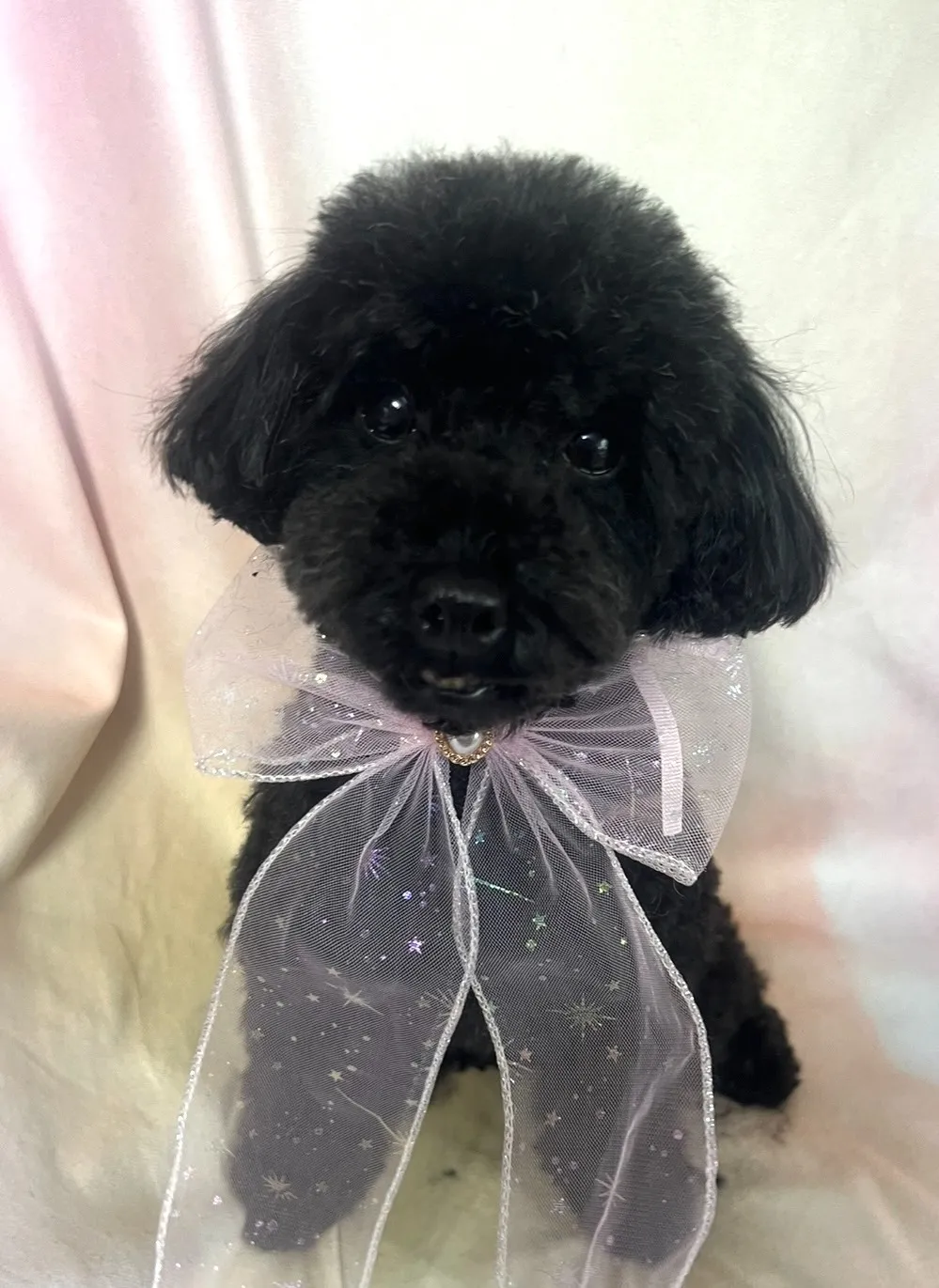 ご家族が決まりました！トイプードル♀