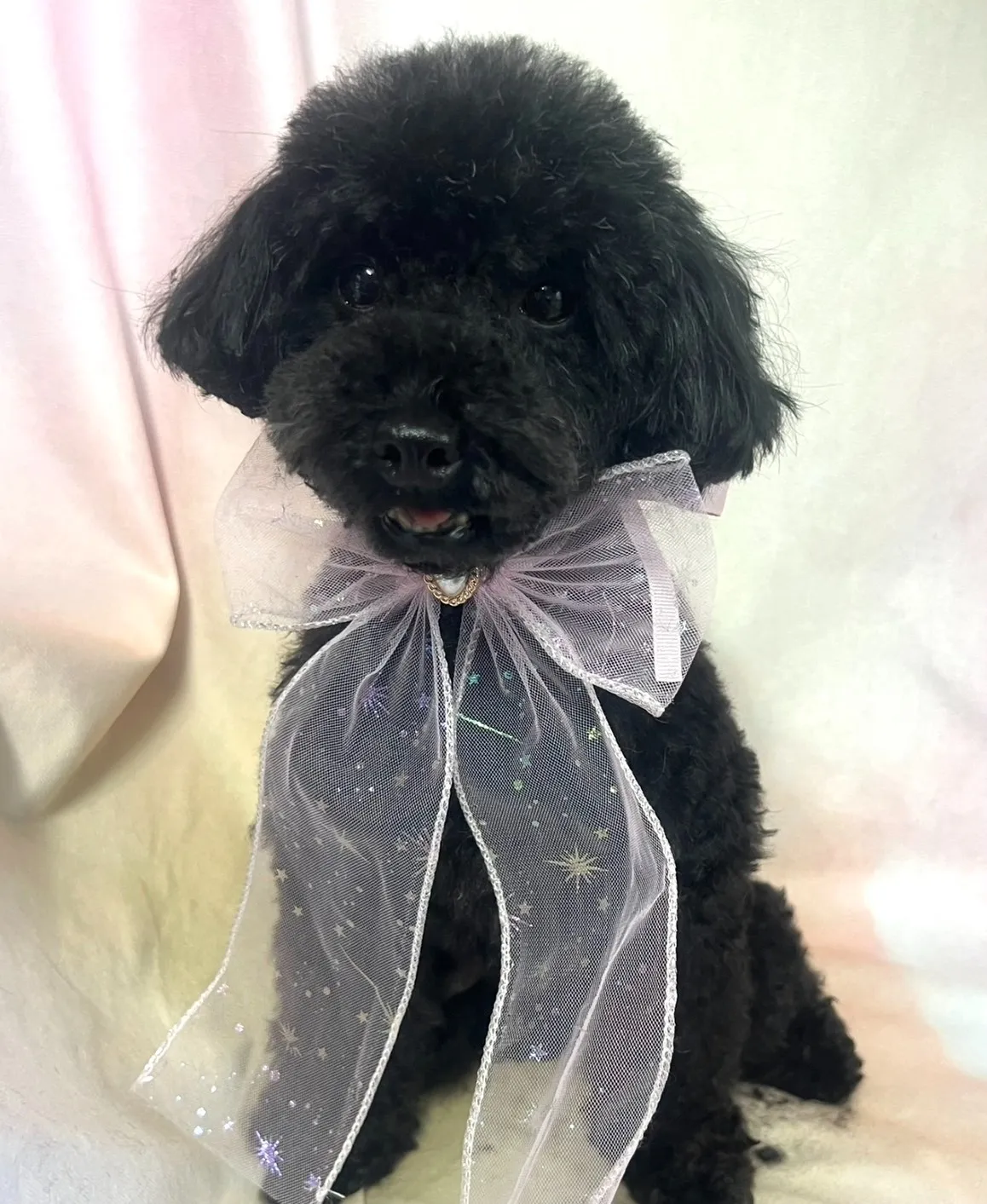 ご家族が決まりました！トイプードル♀