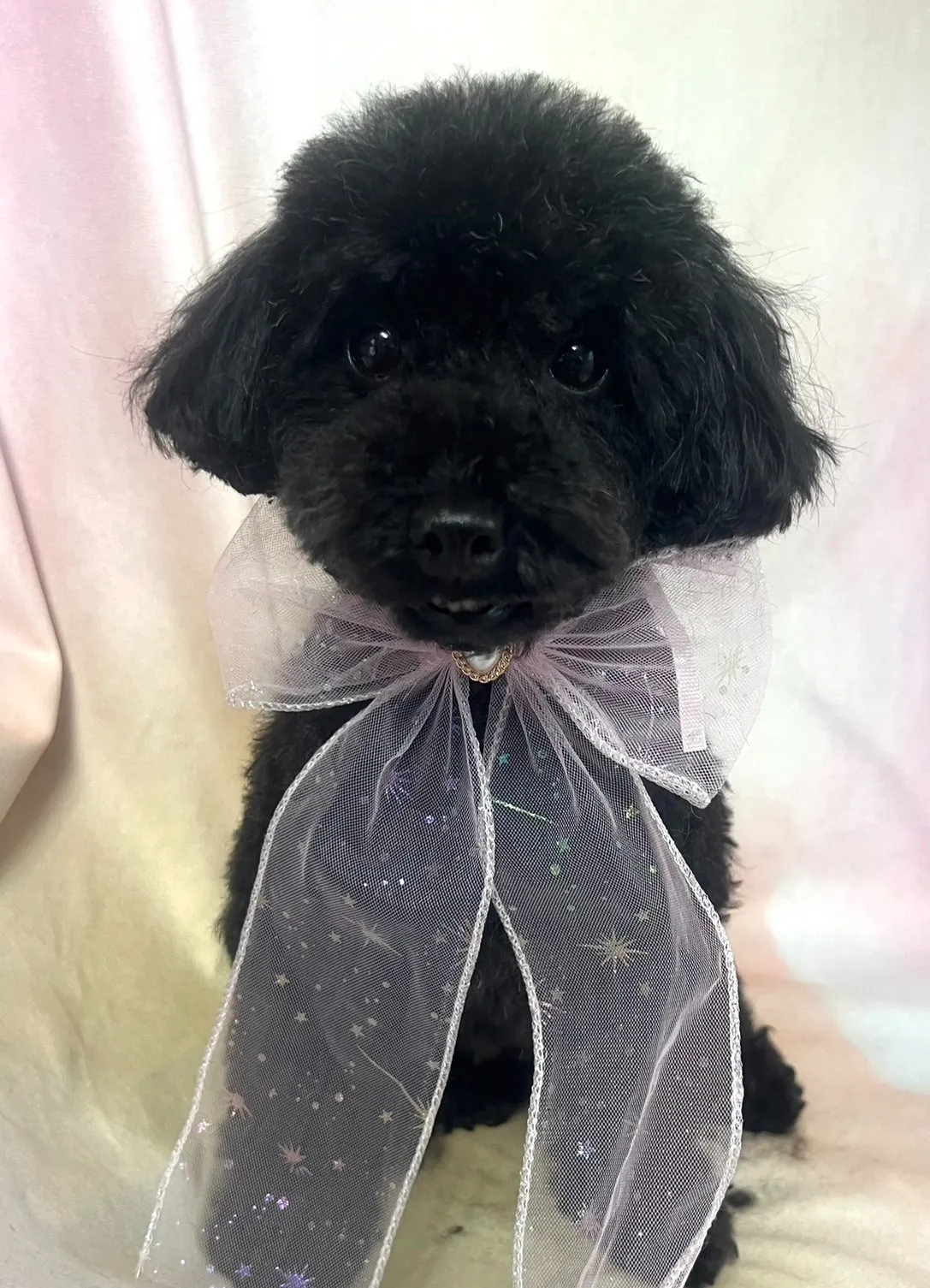 ご家族が決まりました！トイプードル♀