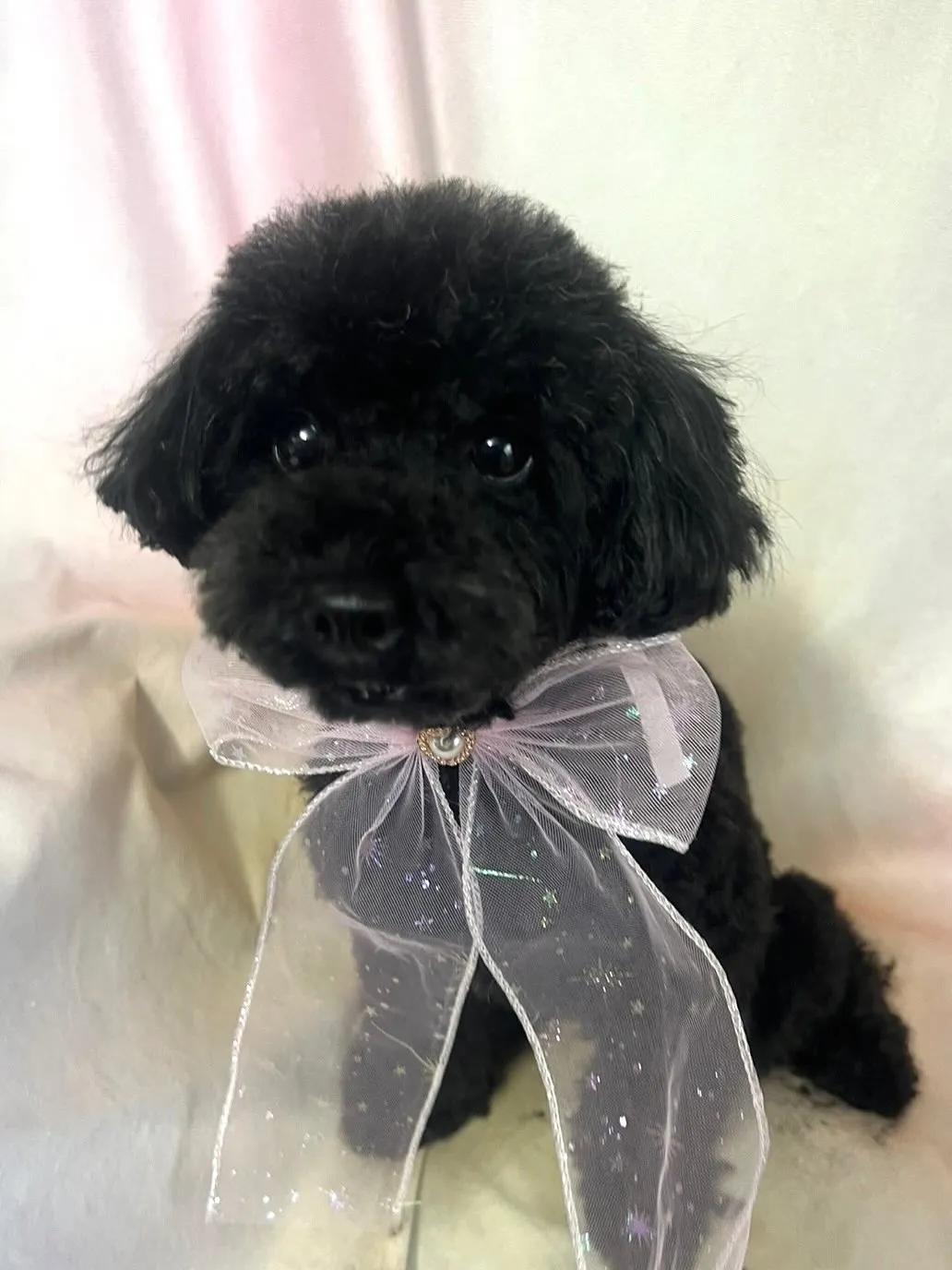 🌸✨里親さん募集中✨🌸