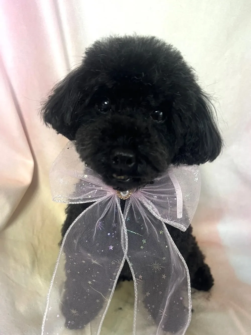 🌸✨里親さん募集中✨🌸