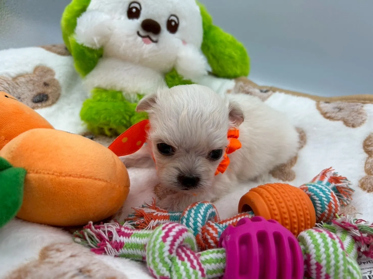 ご家族が決まりましたチワマル♂ホワイト＆クリーム