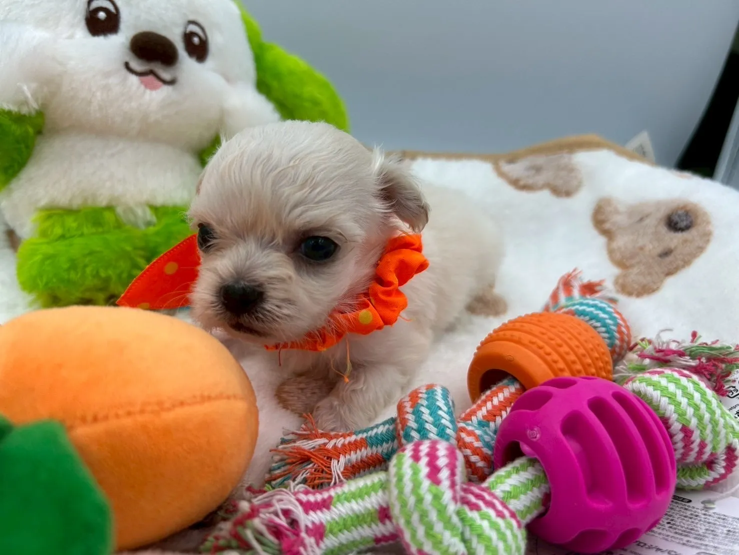 ご家族が決まりましたチワマル♂ホワイト＆クリーム