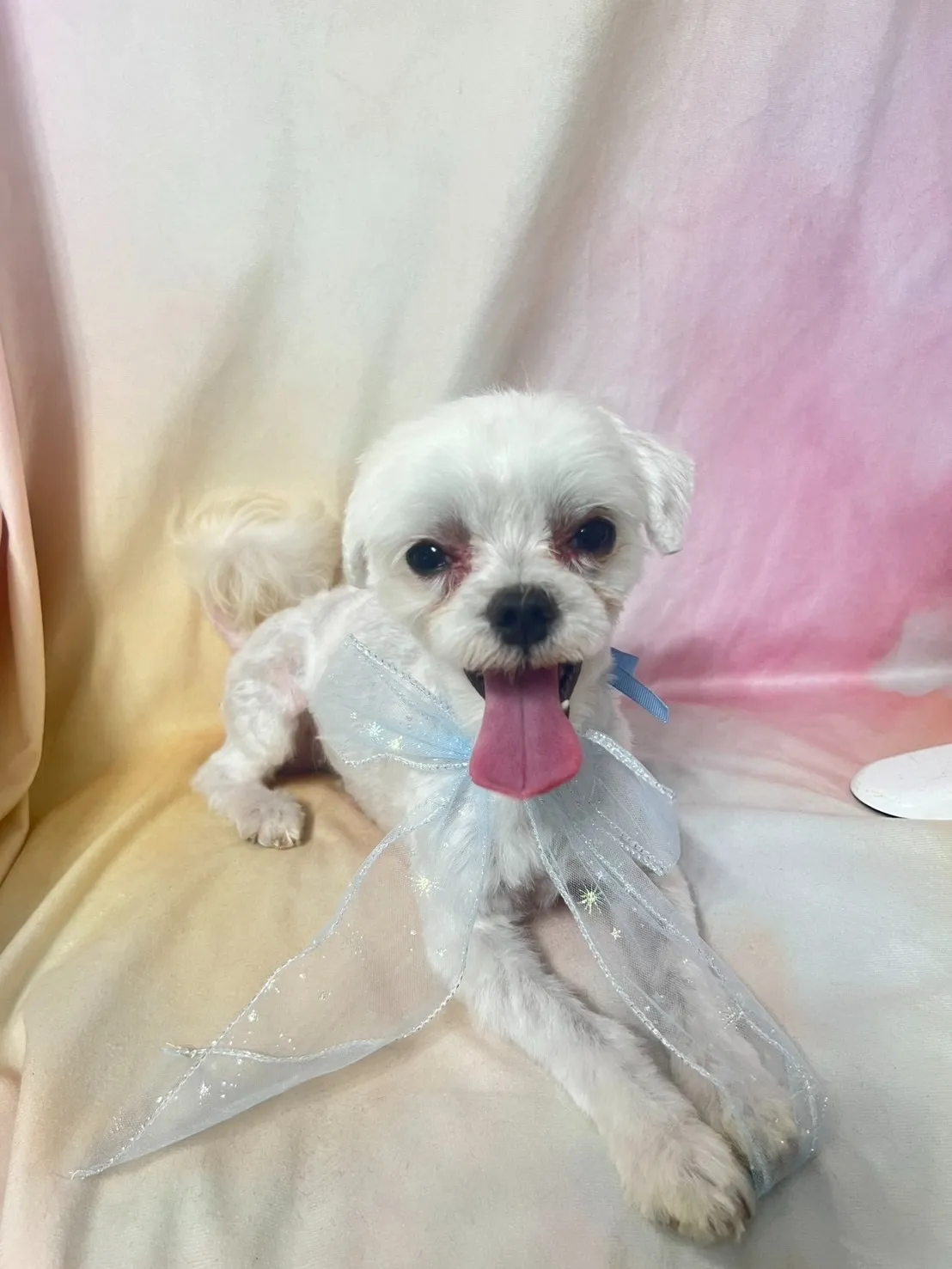 ご家族が決まりました里親募集中マルチーズ ♂　犬舎名　ケンシロウくん