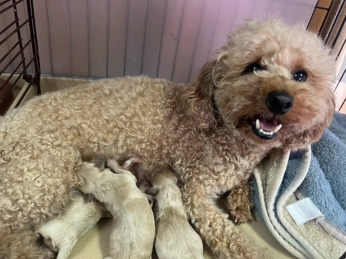 こんばんは♪今朝方ちびちゃんたちが生まれました👶🐾